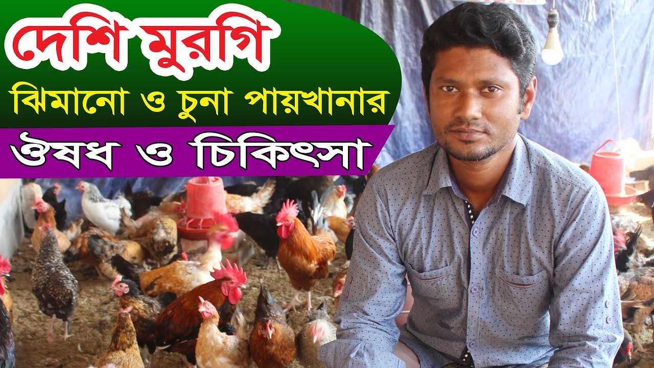 দেশি মুরগি ঝিমানো ও চুনা পায়খানা ঔষধ ও চিকিৎসা | Desi murgi poultry farm in bangladesh
