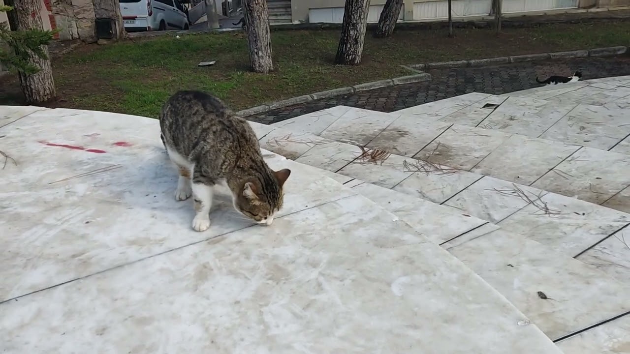 Why So Many Street Cats Love This Park