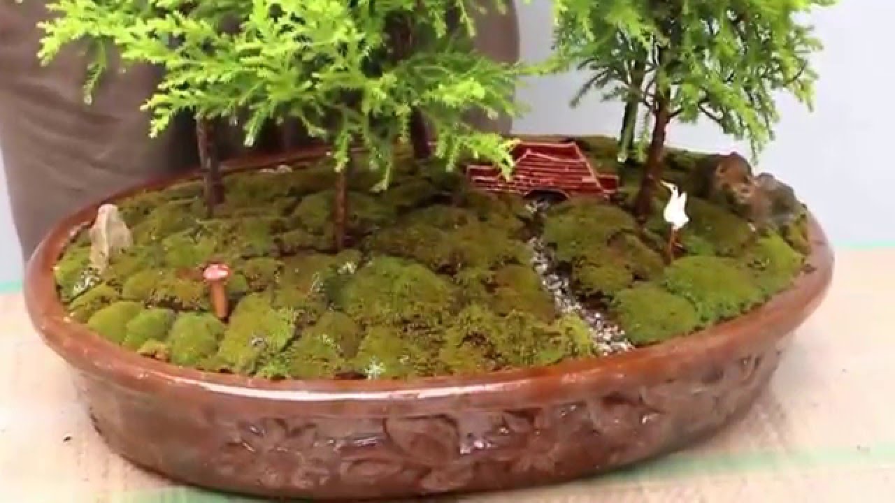 Trasplante de un bosquecillo de Ciprés limón   2