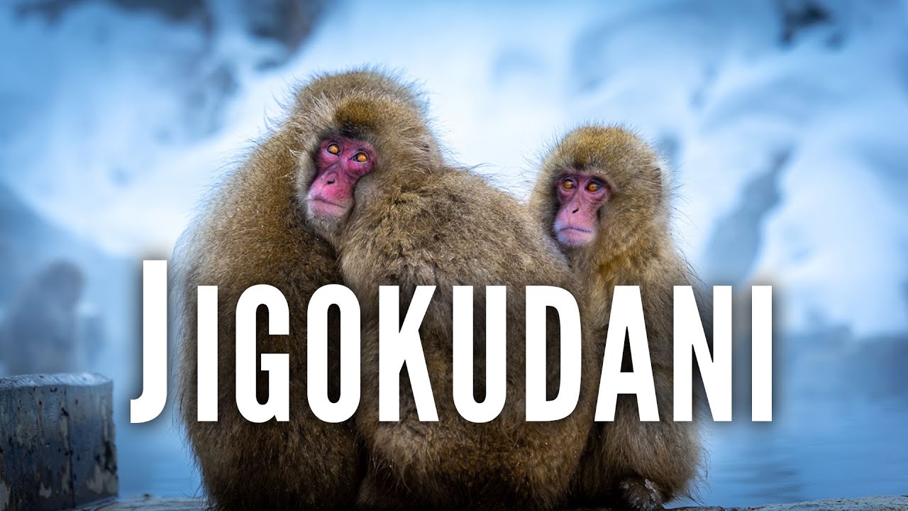 Jigokudani Yaen Koen | 4k Cinematic Cut 地獄谷野猿公苑