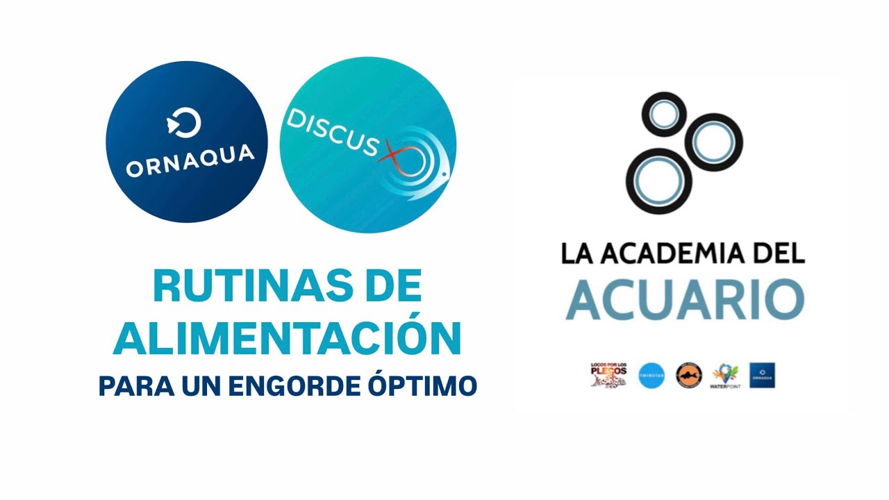 4: RUTINAS DE ALIMENTACIÓN PARA ENGORDAR PECES DISCO.