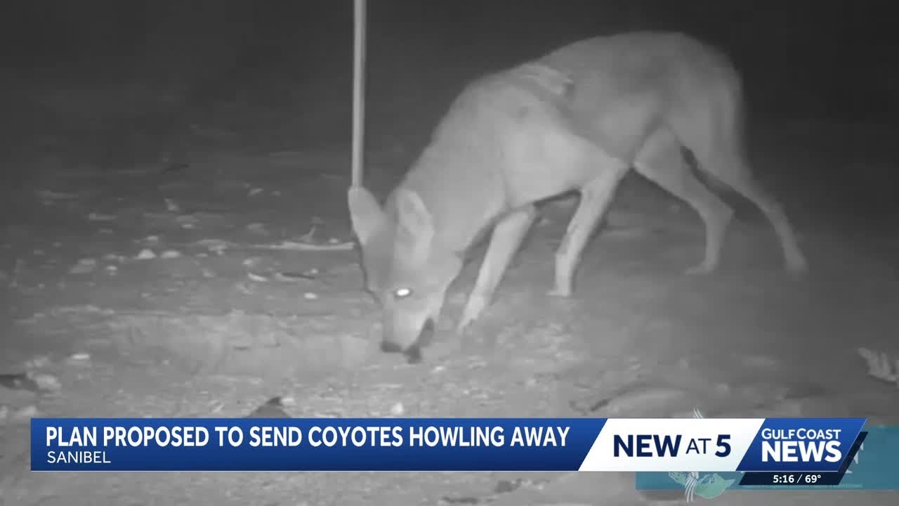 Sanibel leaders debate targeted coyote kill to protect threatened sea turtles