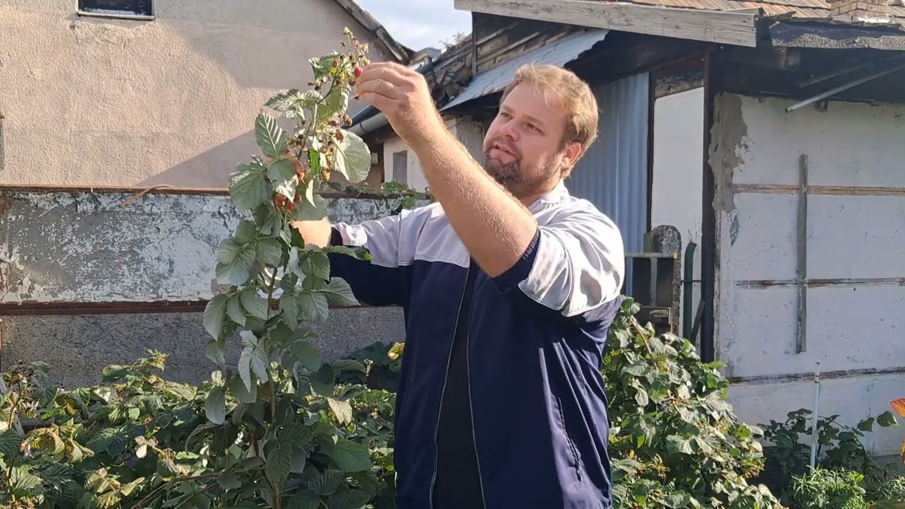 Málna metszése. Egyszer termő és kétszer termő málnák felismerése és metszése egyszerűen.