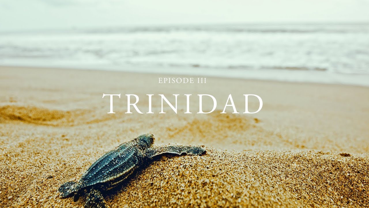 Sea Turtle Bycatch & Sustainable Seafood Choices | Travel to Trinidad with New York Chef Trevor Kunk