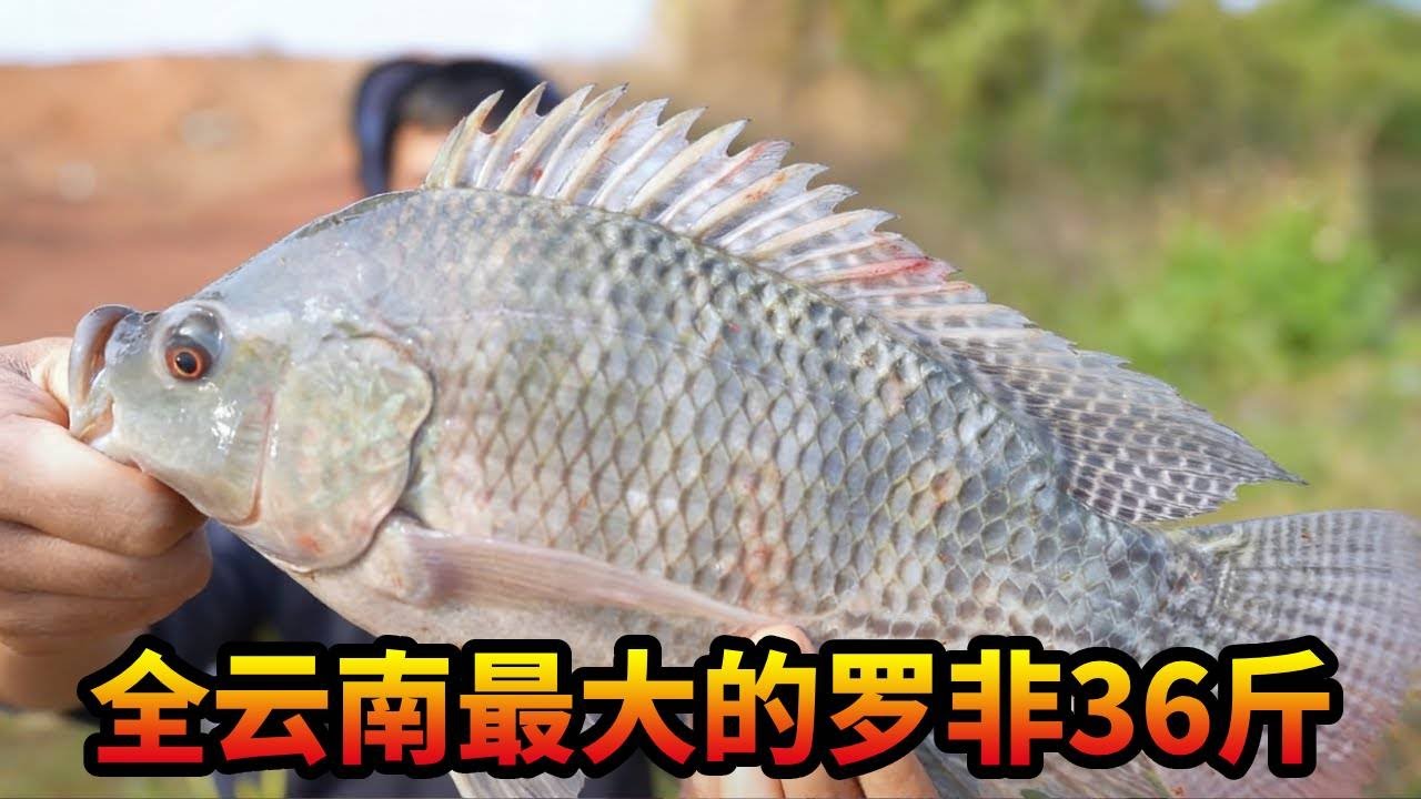 全云南最大的罗非36斤，老板说就藏在聚贤山庄，今天就来会会这里的妖怪非!#游钓黑坑 #罗非鱼