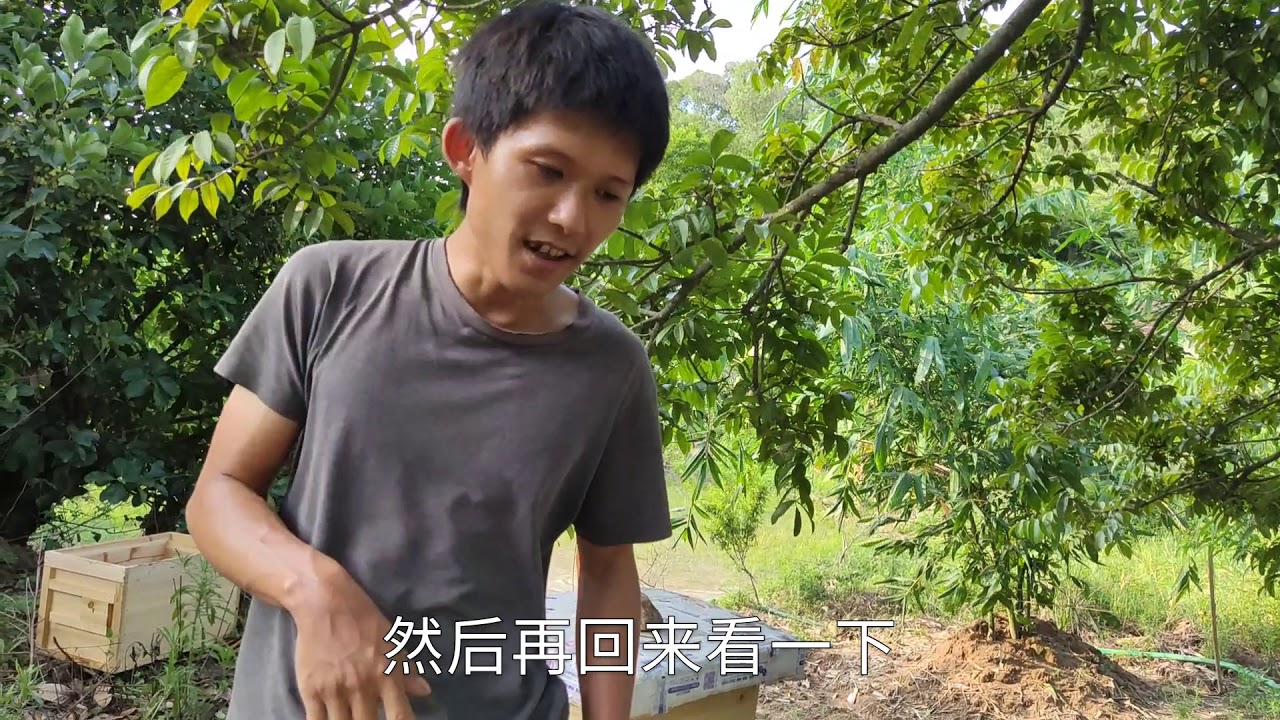 【真過癮】新蜂王交尾成功，20天都不产卵，小伙把交尾群的备用蜂王合并进去