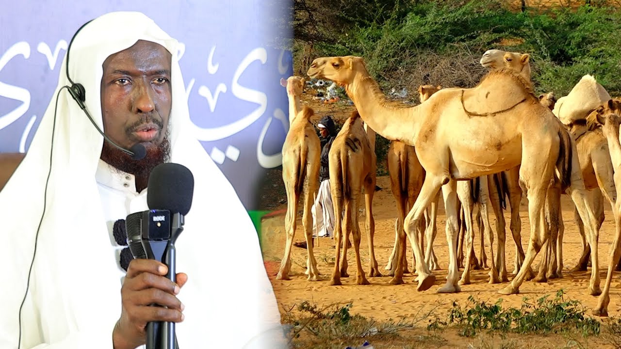 "Geelii Mowliidka ayaa Suuqa lagu gadayaa isagoo raqiis ah ee ha gadanina waa Xaaraan"