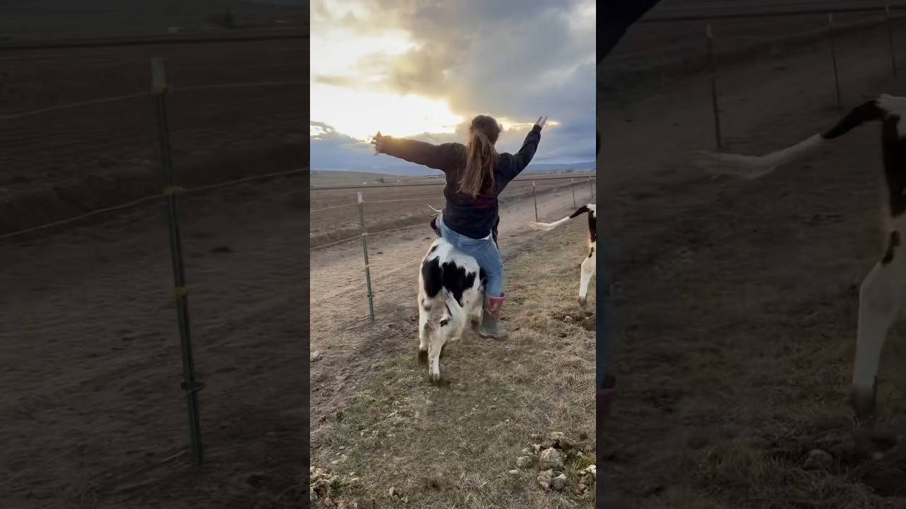 Riding cows! #animal #cow