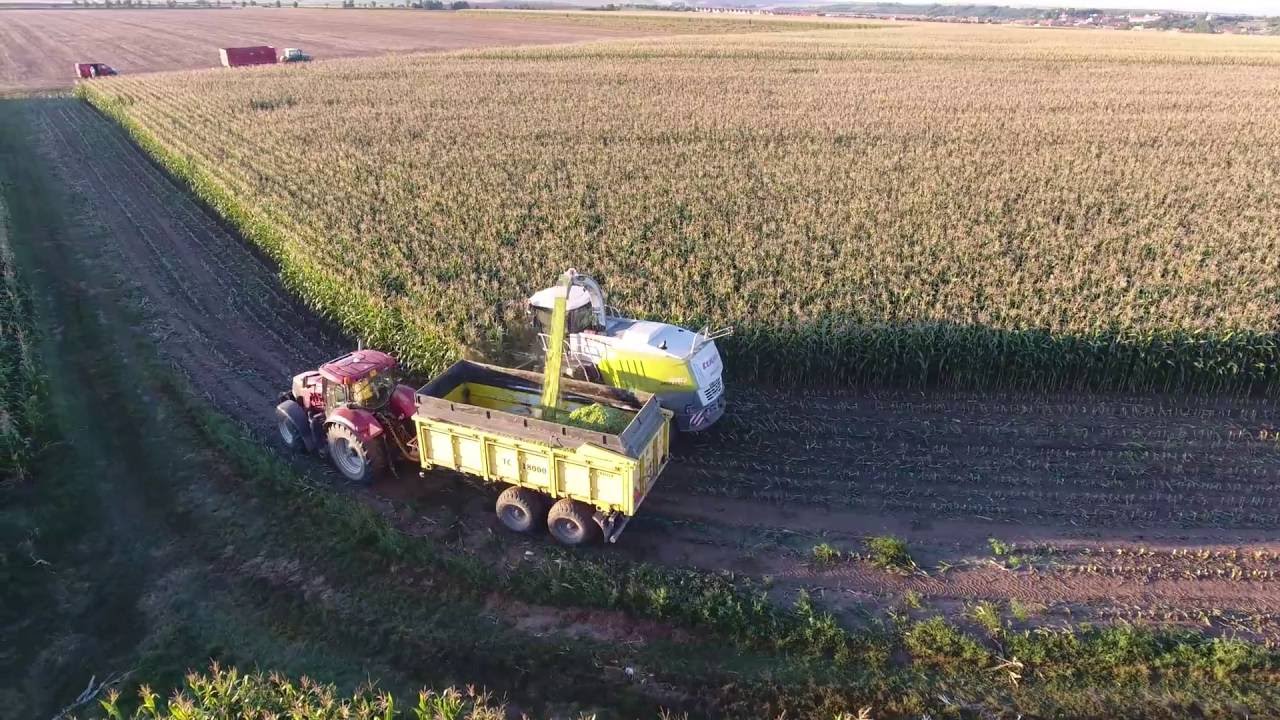 sklizeň kukuřice Zahrádka do bioplynky Agrokrůt , řezačka a doprava firma Chrást 31.8.2016