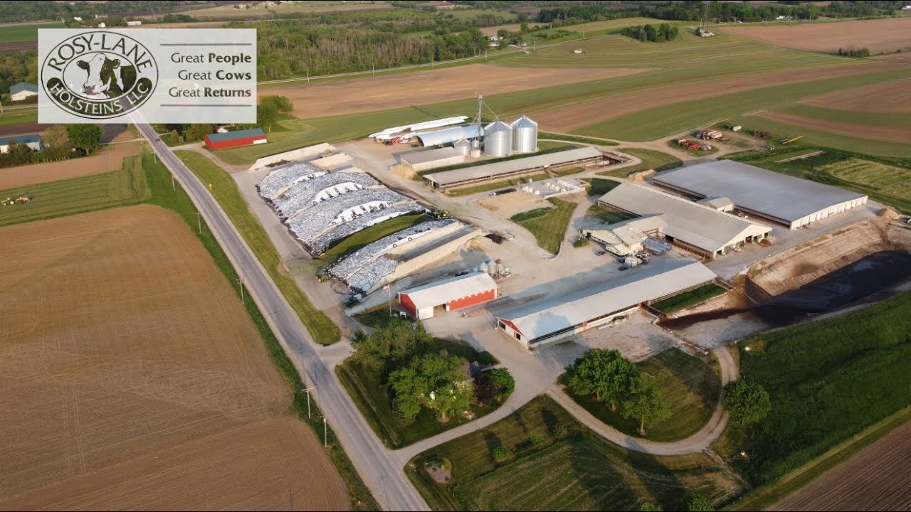 springwork Rosy Lane Holsteins 2023