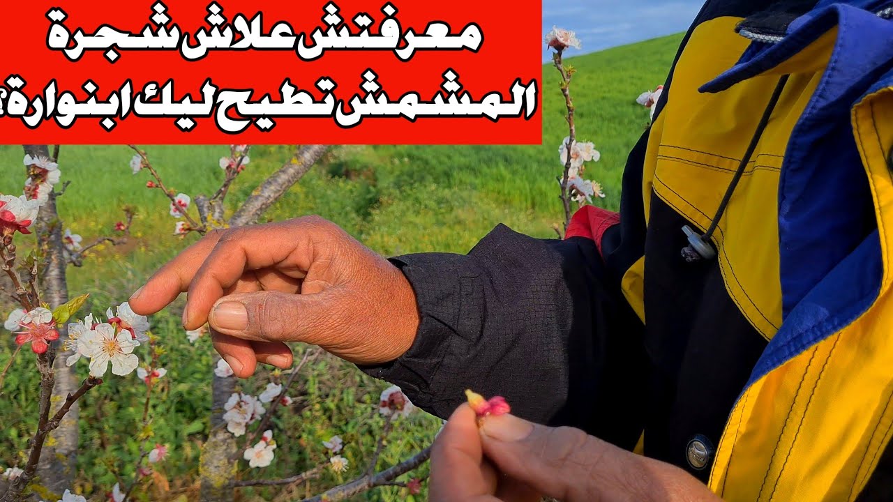 مشكل تساقط ازهار المشمش  اشنو الحل اش ندير