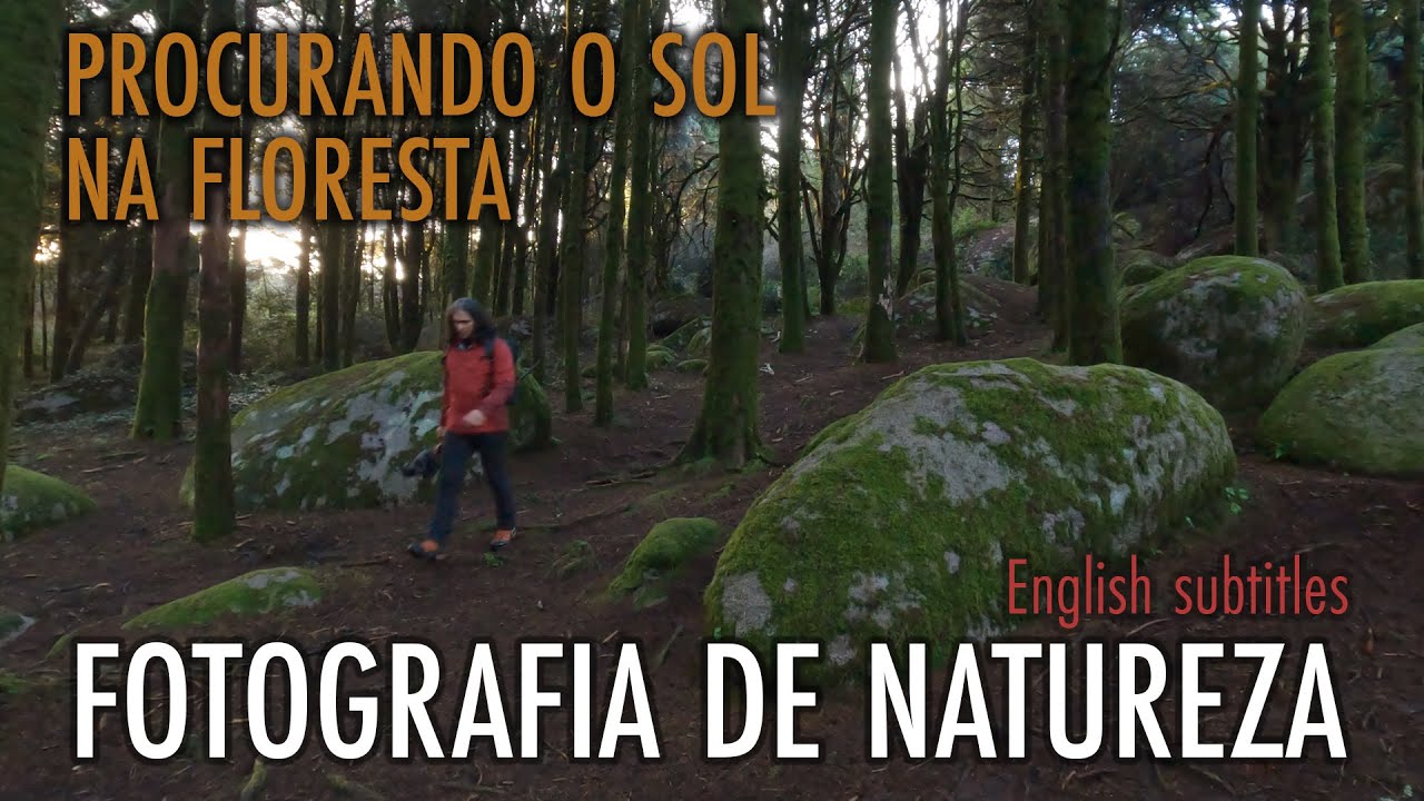 PROCURANDO O SOL NA FLORESTA | FOTOGRAFIA DE NATUREZA