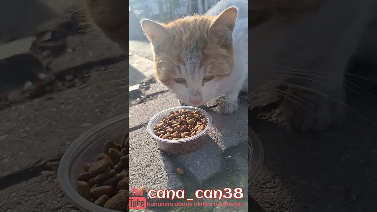 Arkadaş olduk ki 🥰 #cuma #kedi #catsvideo #asmr #katze #dua #destek #keşfet #merhamet