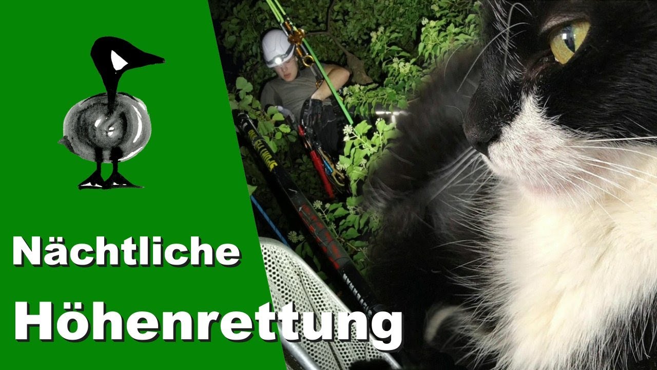 Nächtliche Höhenrettung - Tiernotruf #269