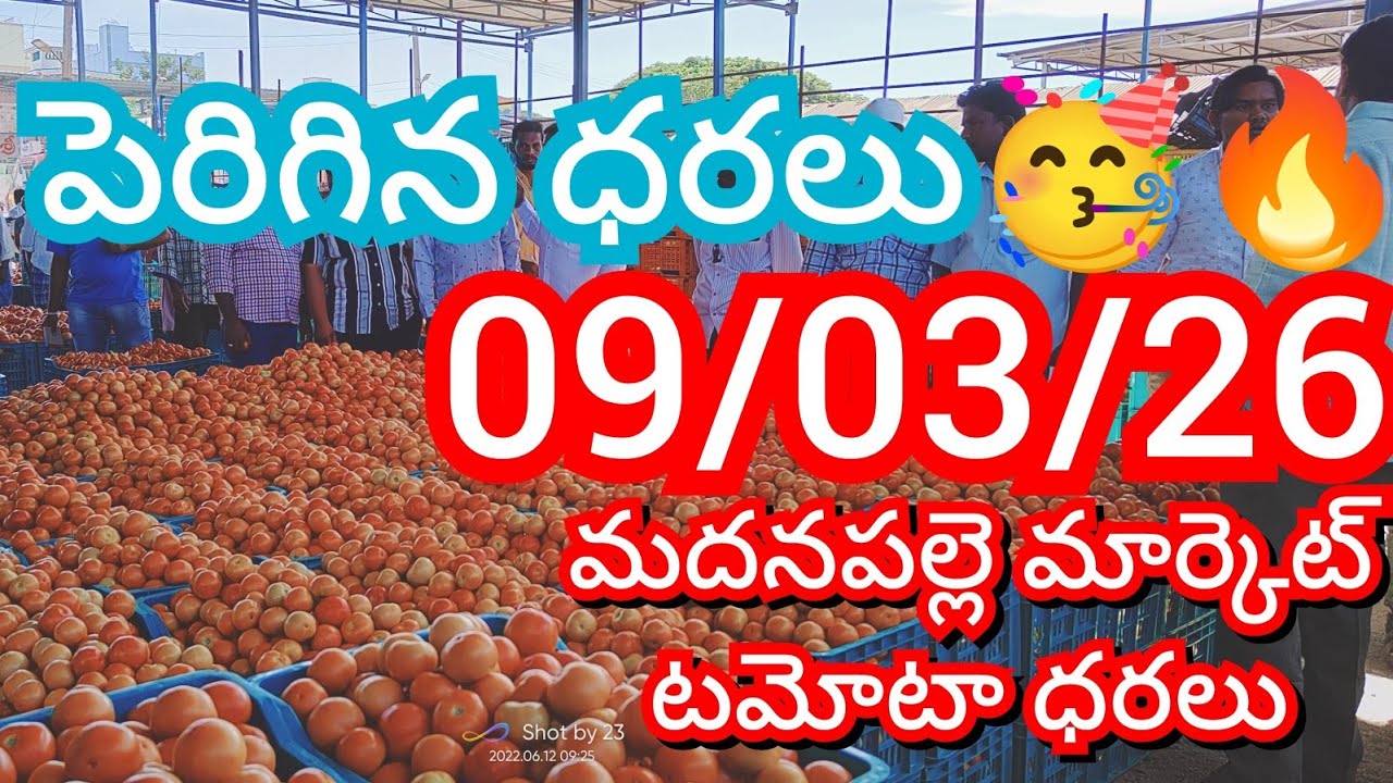 09-03-26 Madanapalle Tomato Market price Today || Today Tomato Market Rate in Madanapalle #today