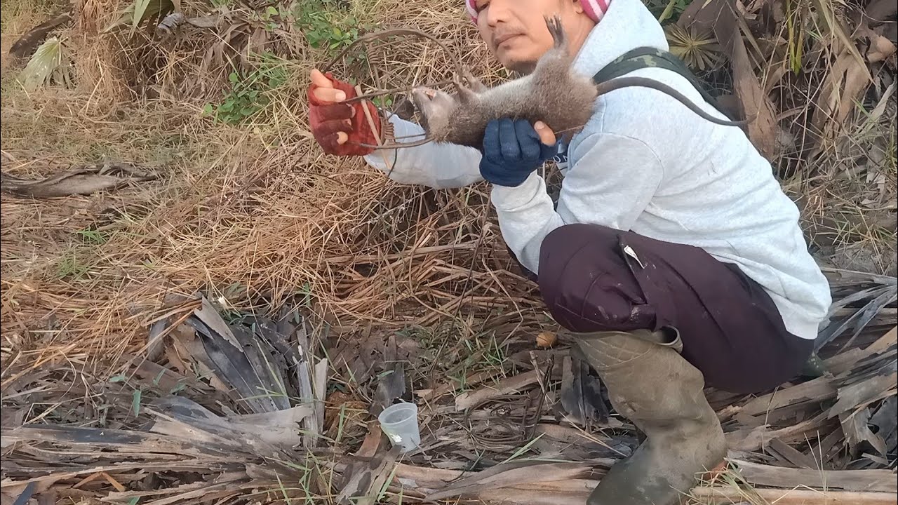 หนูแม่น้ำมูลตัวขนาดนี้ หาได้ยากมาก!#วิธีดักหนู #เหยื่อดักหนู 