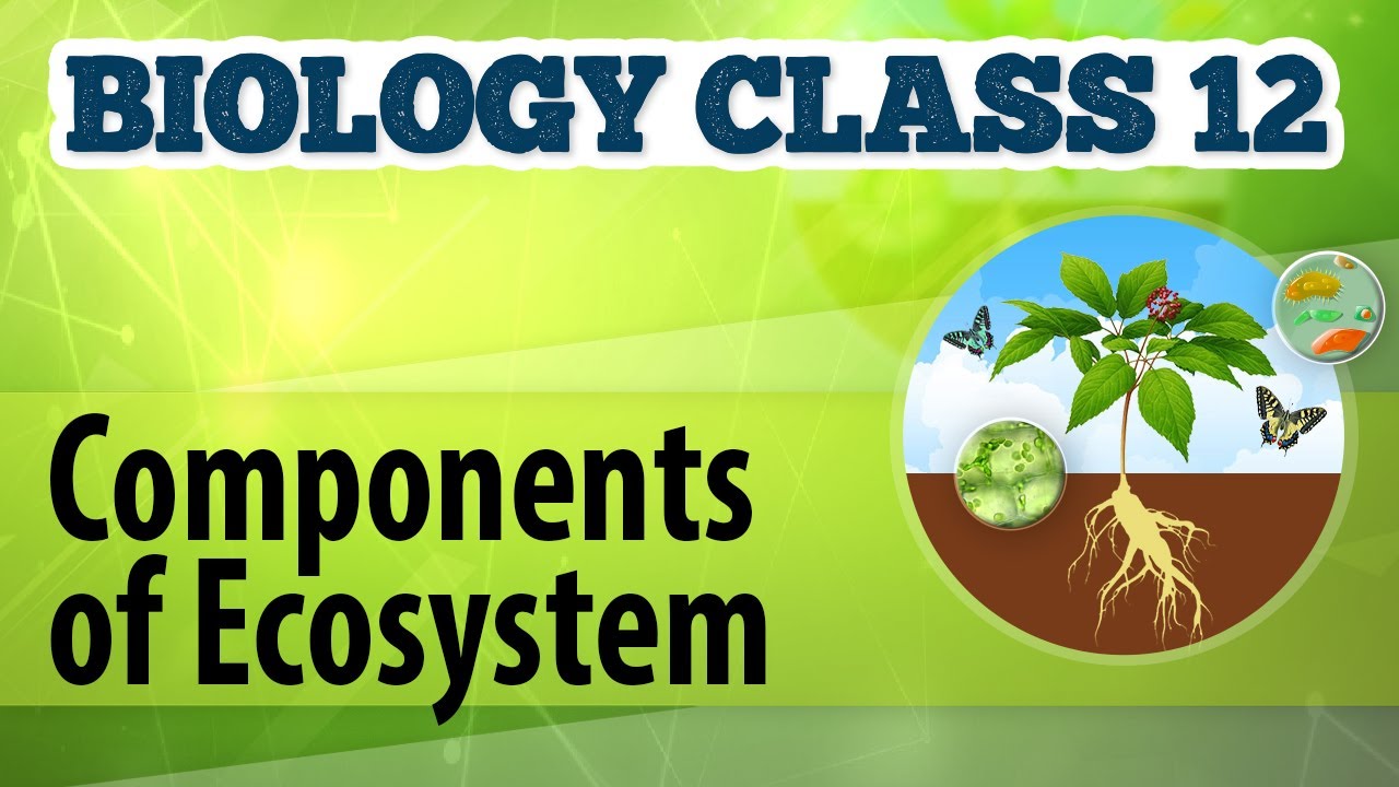 Components of Ecosystem - Organisms and Environment 1 - Biology Class 12