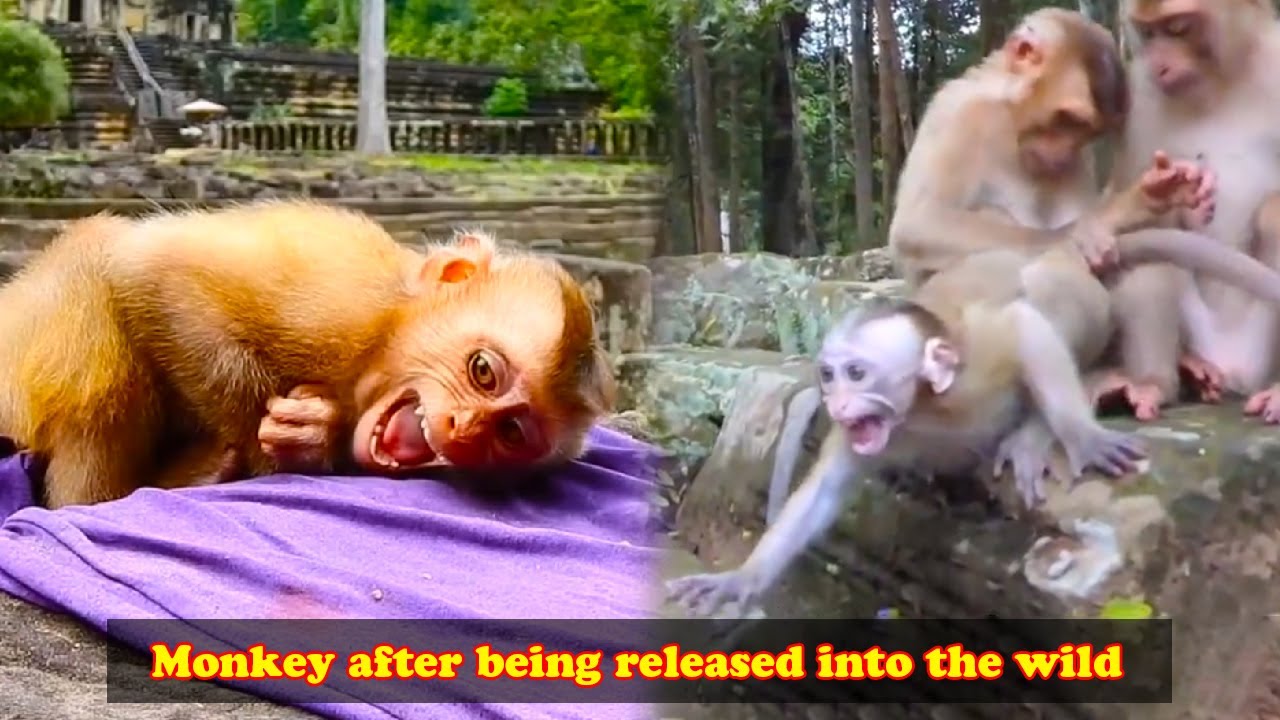 The little monkey was released into the wild, it always became afraid of everything.