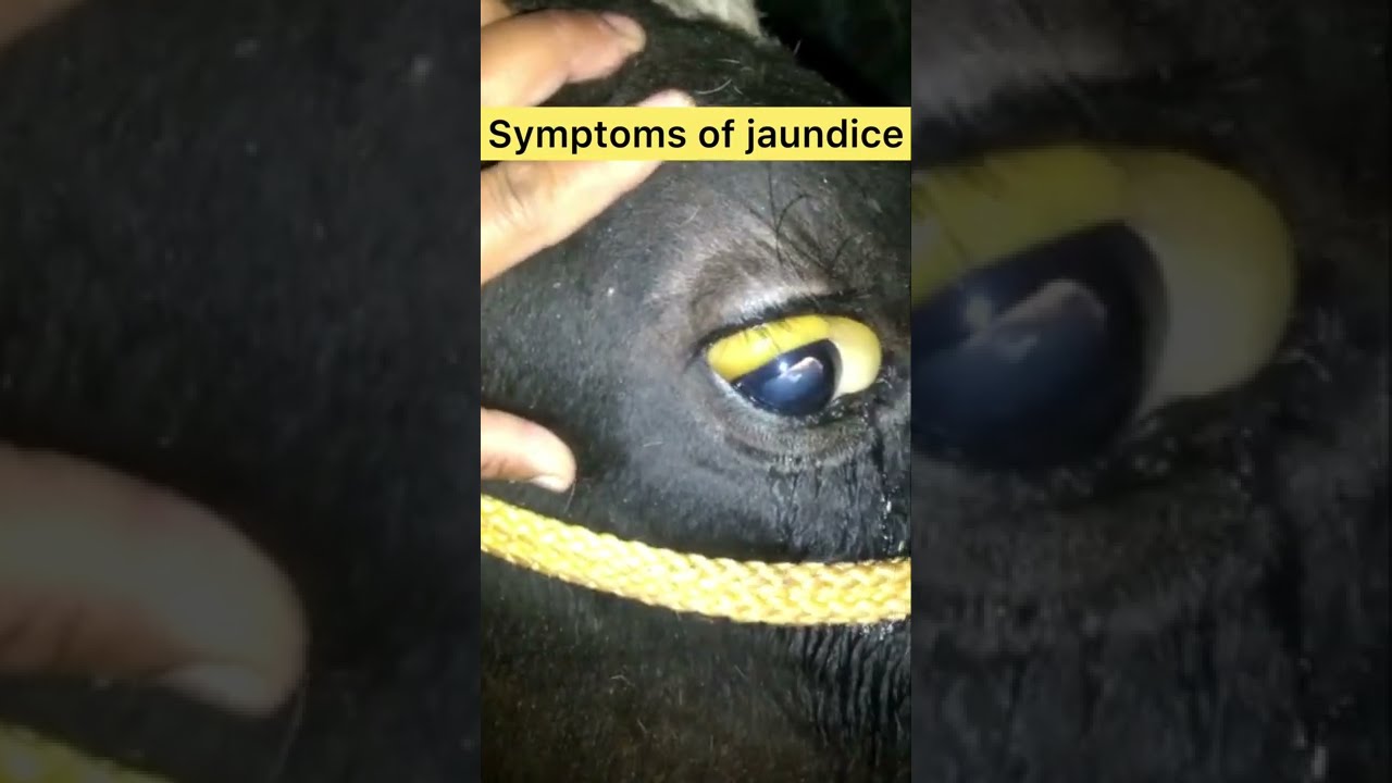 Symptoms of Jaundice in cattle & buffalo l dr umar khan