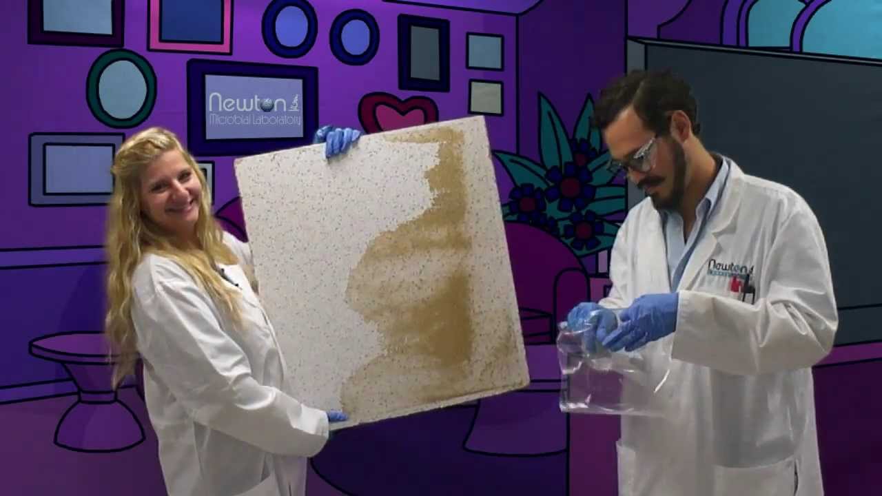 DIY Mold Testing
