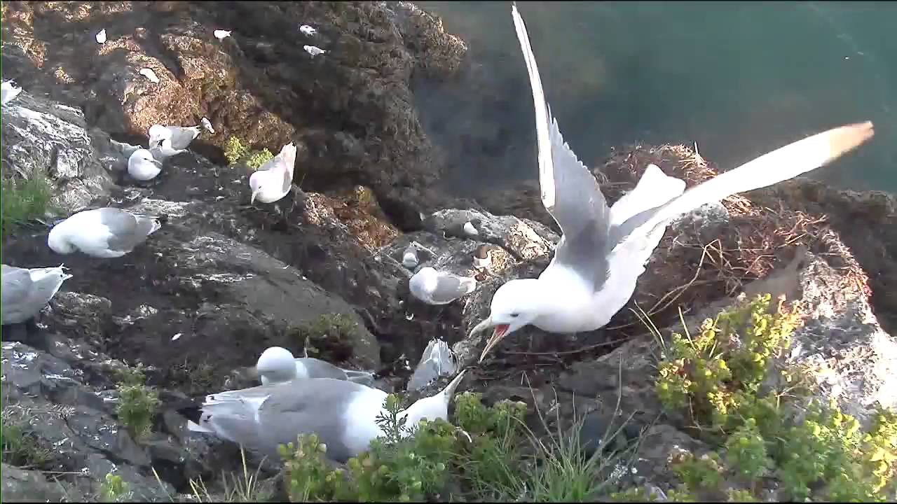 Cliff-Nesting Seabirds of Gull Island
