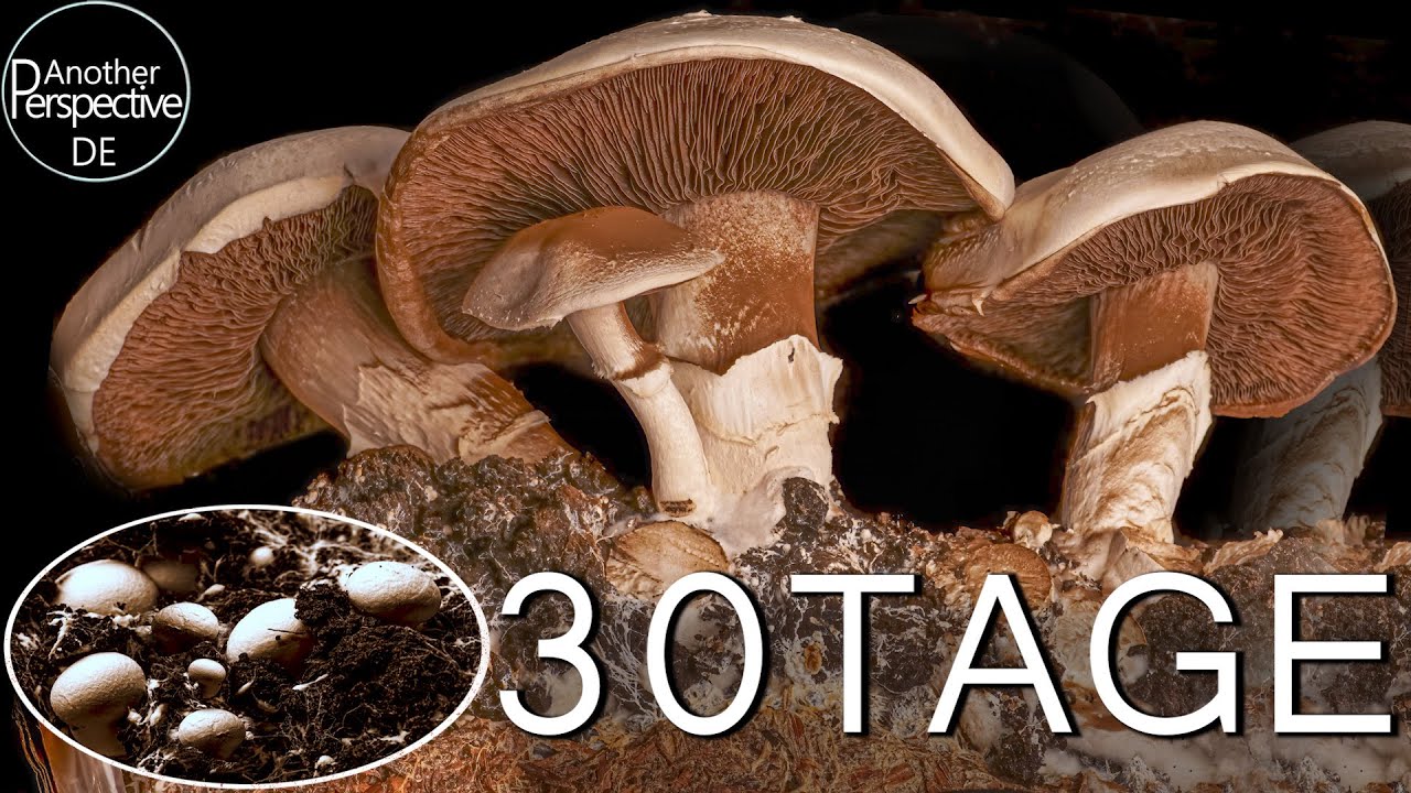 30 Tage wachsende Pilze Time Lapse | Pilze im Zeitraffer