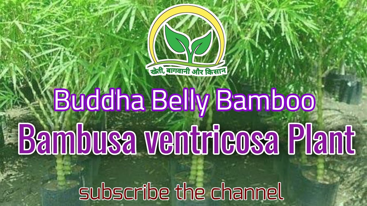 Bambusa ventricosa plant || Buddha Belly Bamboo || Rajesh Saini @KhetiBadiTV