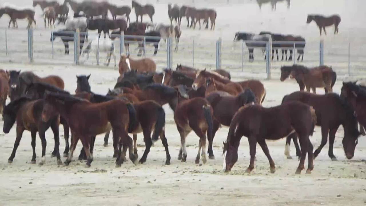 Palomino Valley, Nv. BLM 2013 - 2015