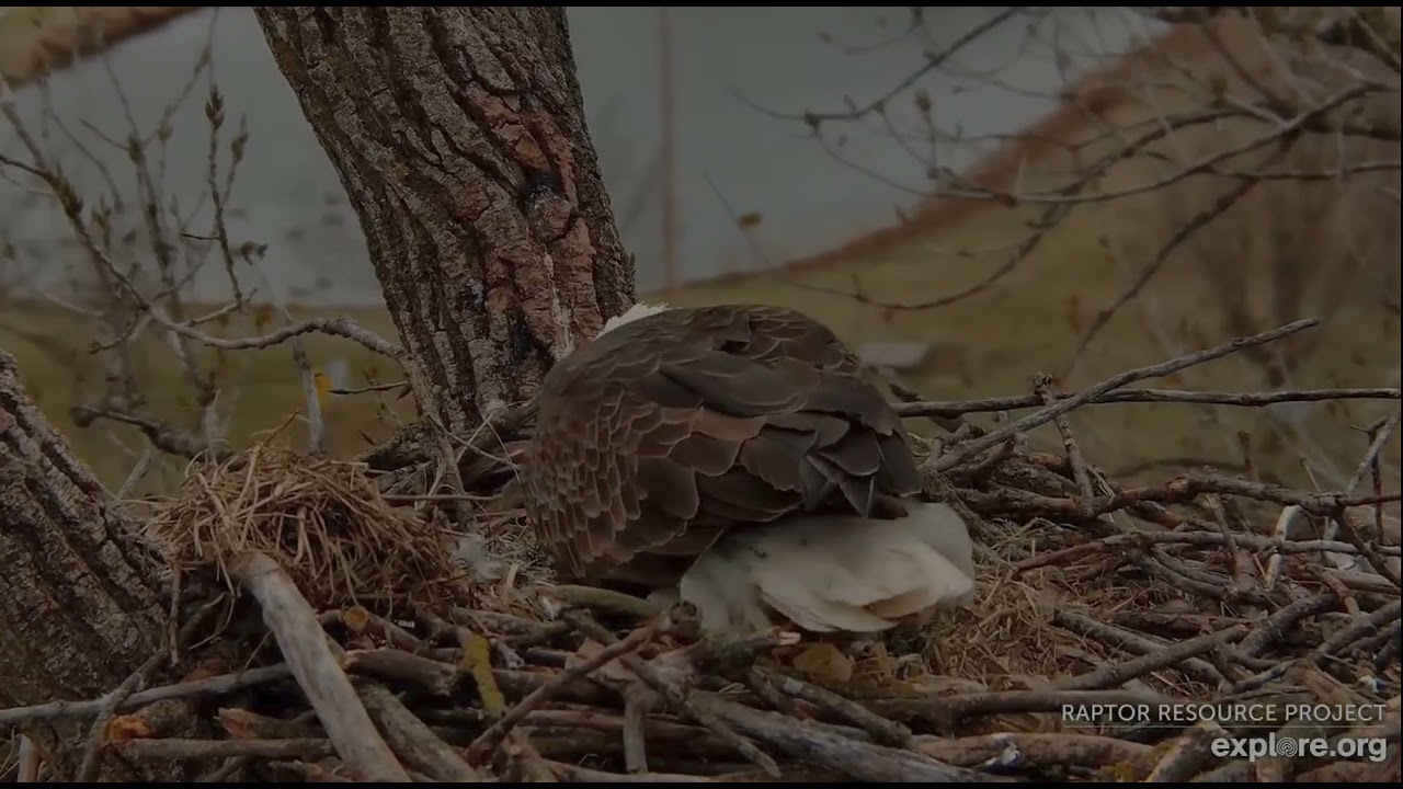 Decorah Eagles 3-12-26, 1:36 pm HD takes off, HM2 soars then returns to incubate