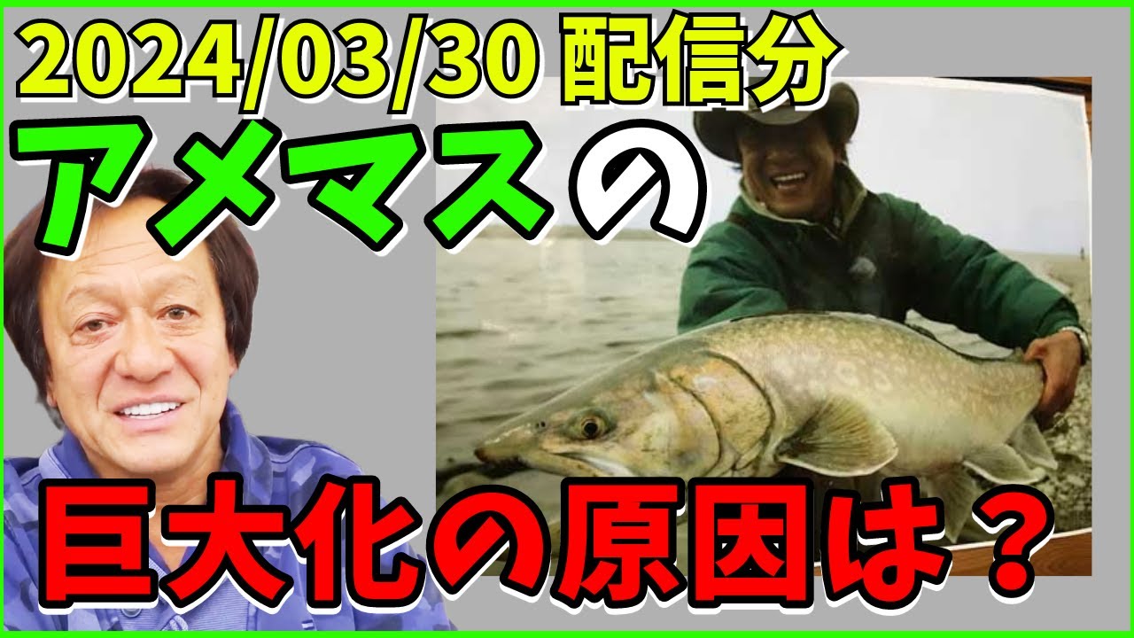 【村田基】アメマスが巨大化？原因は？【村田基切り抜き】