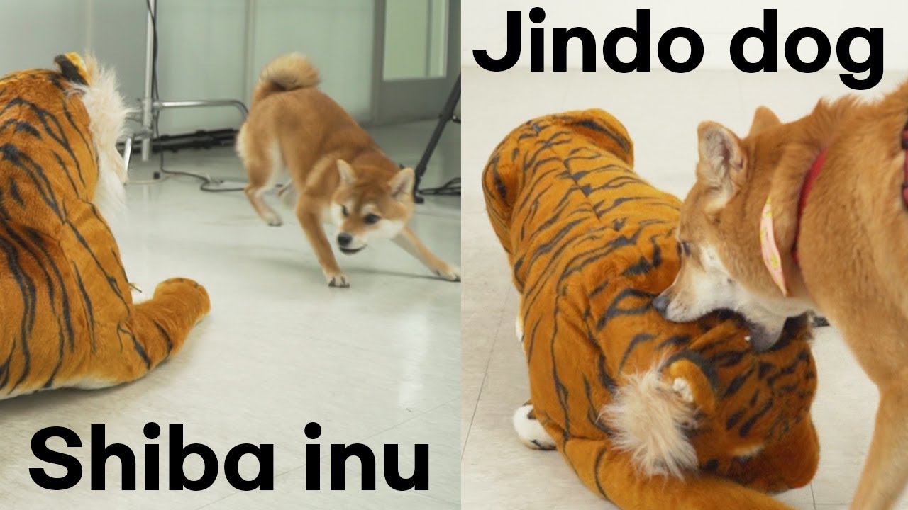 진돗개와 시바견의 숨길 수 없는 차이!!ㅣShiba inu vs Jindo dog