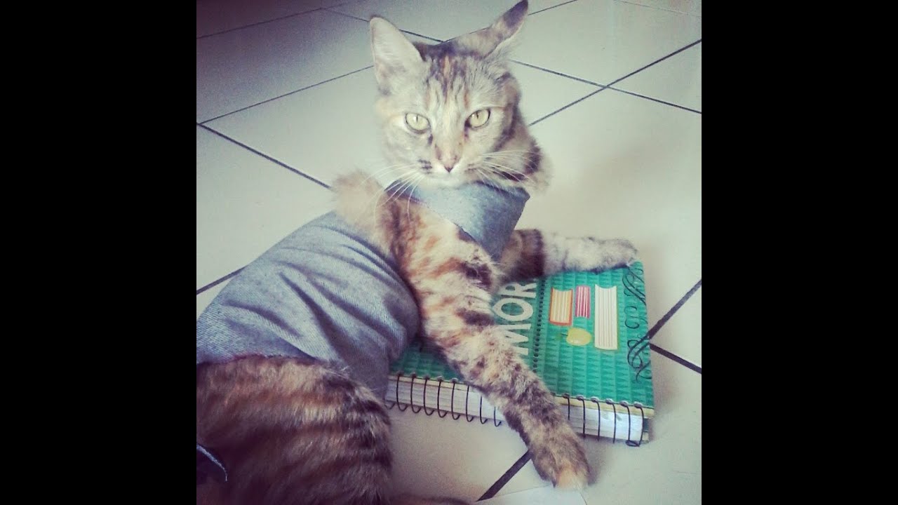DIY : Roupa Pós Cirúrgica Para Gatos. Por: Thaty Oliveira