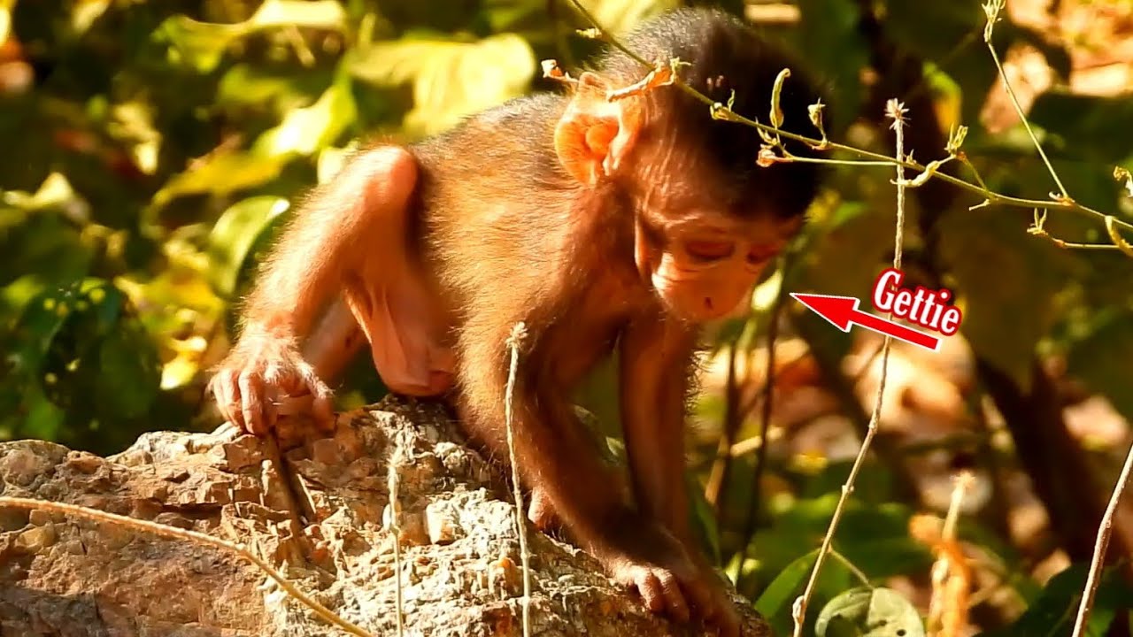 Popular Daily Monkey Wildlife, Poor Mom Getta She Trying Hug Her Baby to Find for Food in Forest