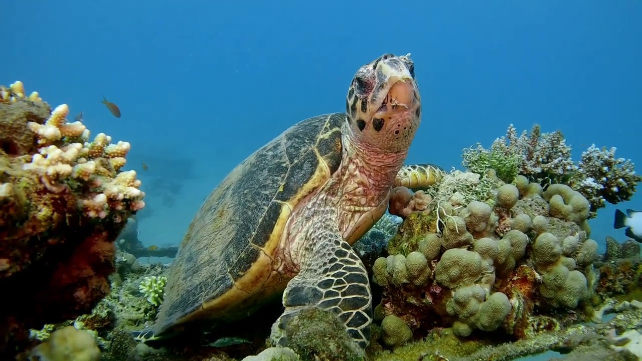 October November 2025, scuba diving, Eilat and Michmoret