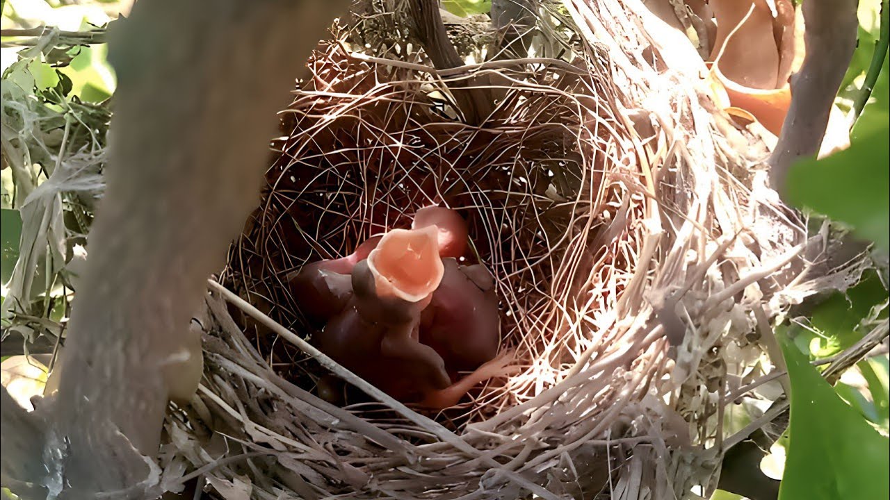 Cuckoo baby is very hungry @Birdsbabies7786
