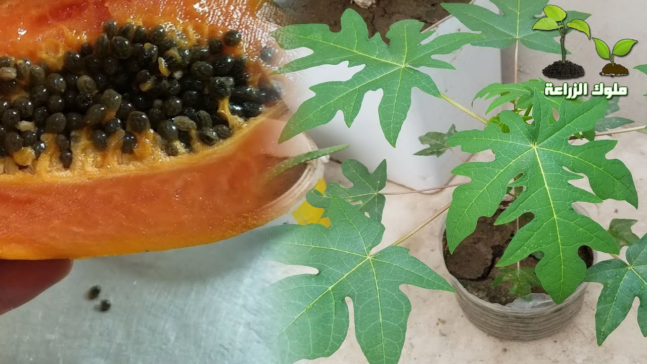 شاهد كيف تتم زراعة البابايا من البذور فوق السطوح