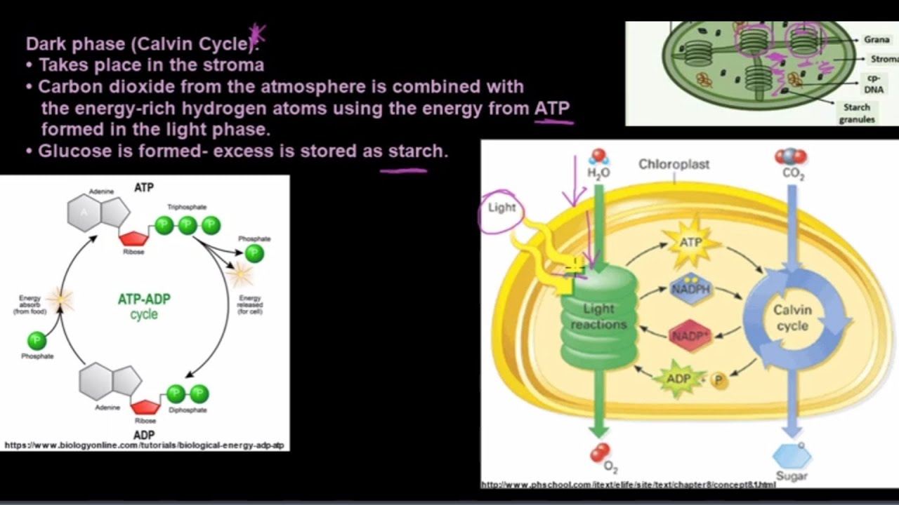 Grade 11 Life Sciences Photosynthesis