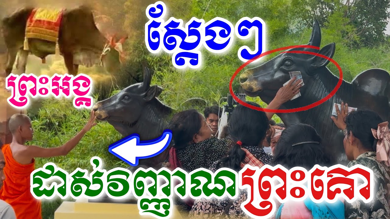 ស្ដែងៗ ព្រឺរោមខ្ញាក! ព្រះអង្គ ចន្ទ មុនី ដាស់វិញ្ញាណ ព្រះគោ ឲ្យរស់ឡើងវិញ សុំលាភ សុំជ័យ