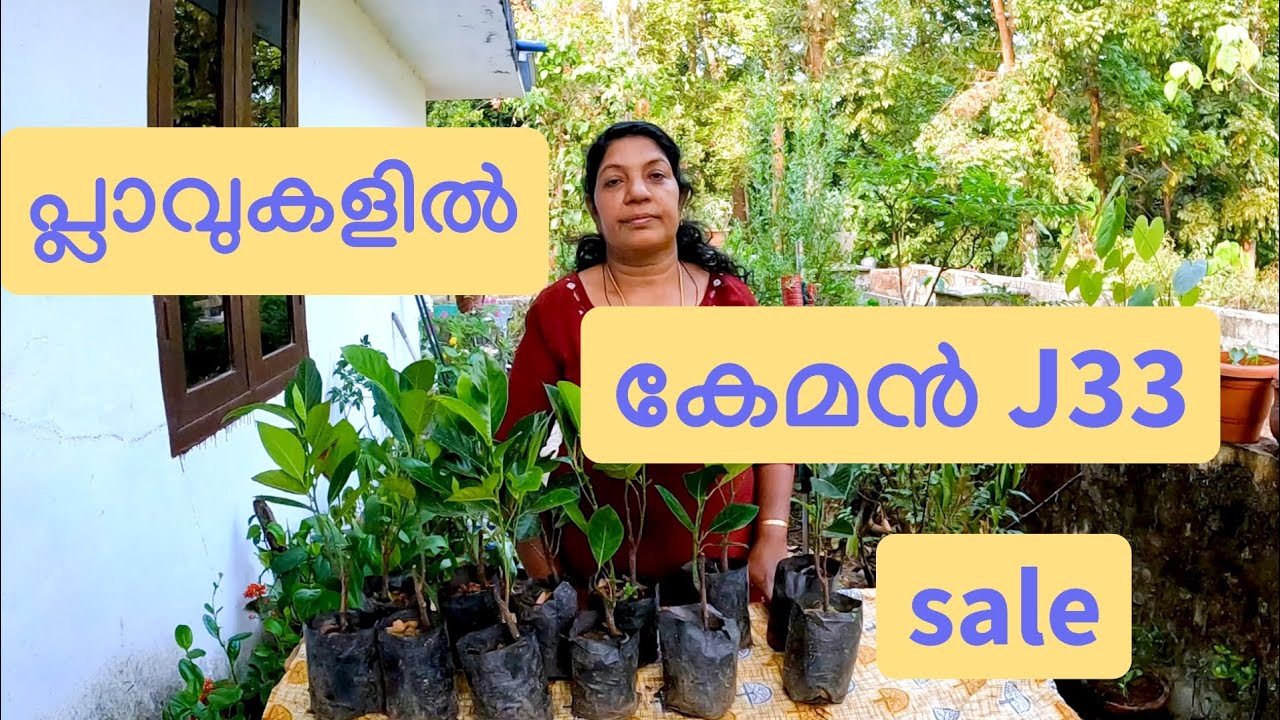 പ്ലാവുകളിൽ കേമൻ J33sale