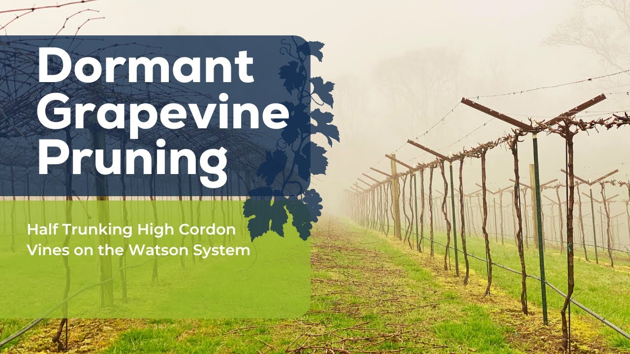 Half Trunking High Cordon Vines on the Watson System #viticulture #vineyardadvising #grapegrowing