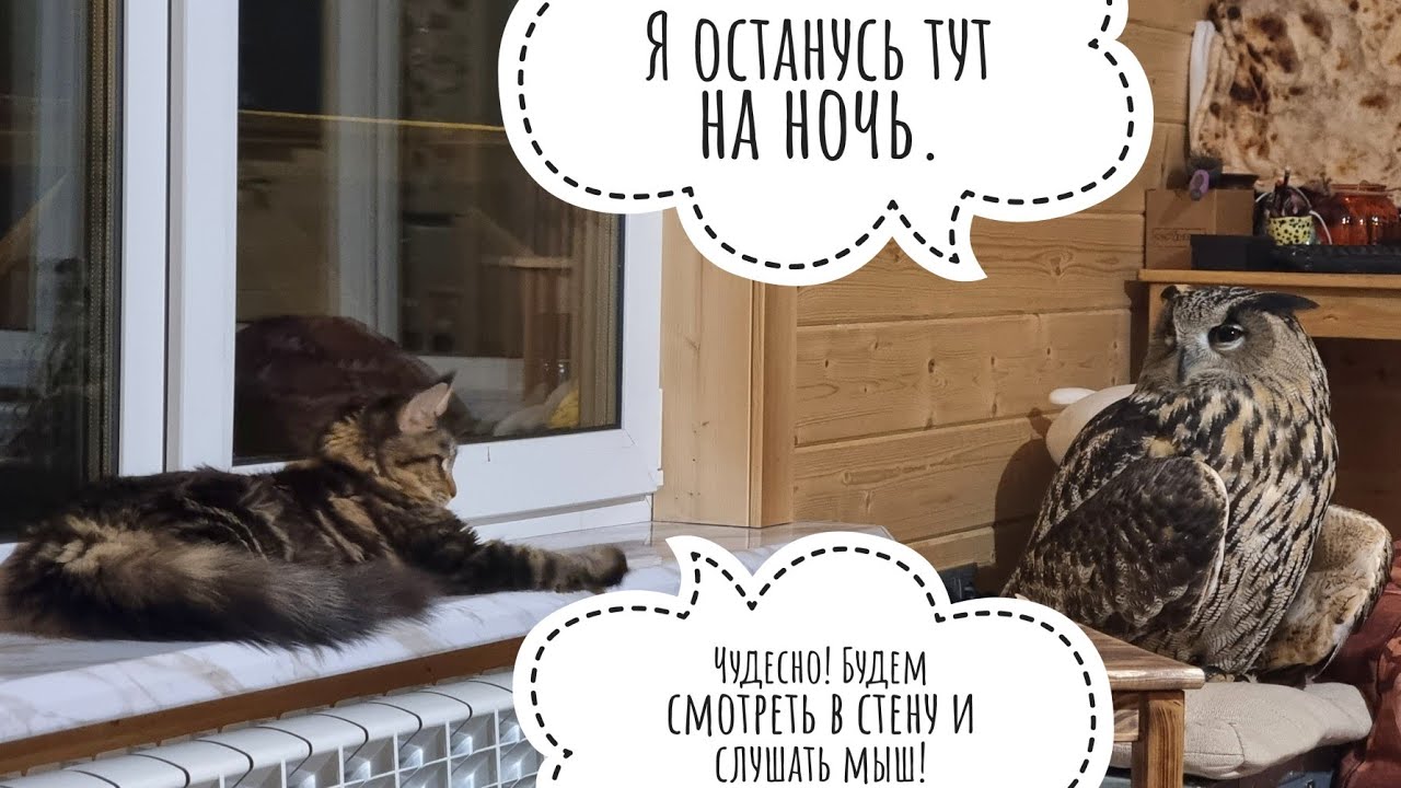Сова Ёль ночевала дома с кошкой Морошкой. Сыч Лучик не одобряет визиты кошки в совешню