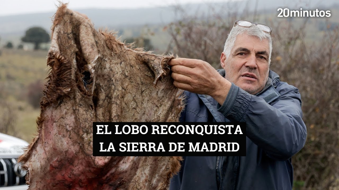 LOBOS RECONQUISTAN LA SIERRA DE MADRID: 