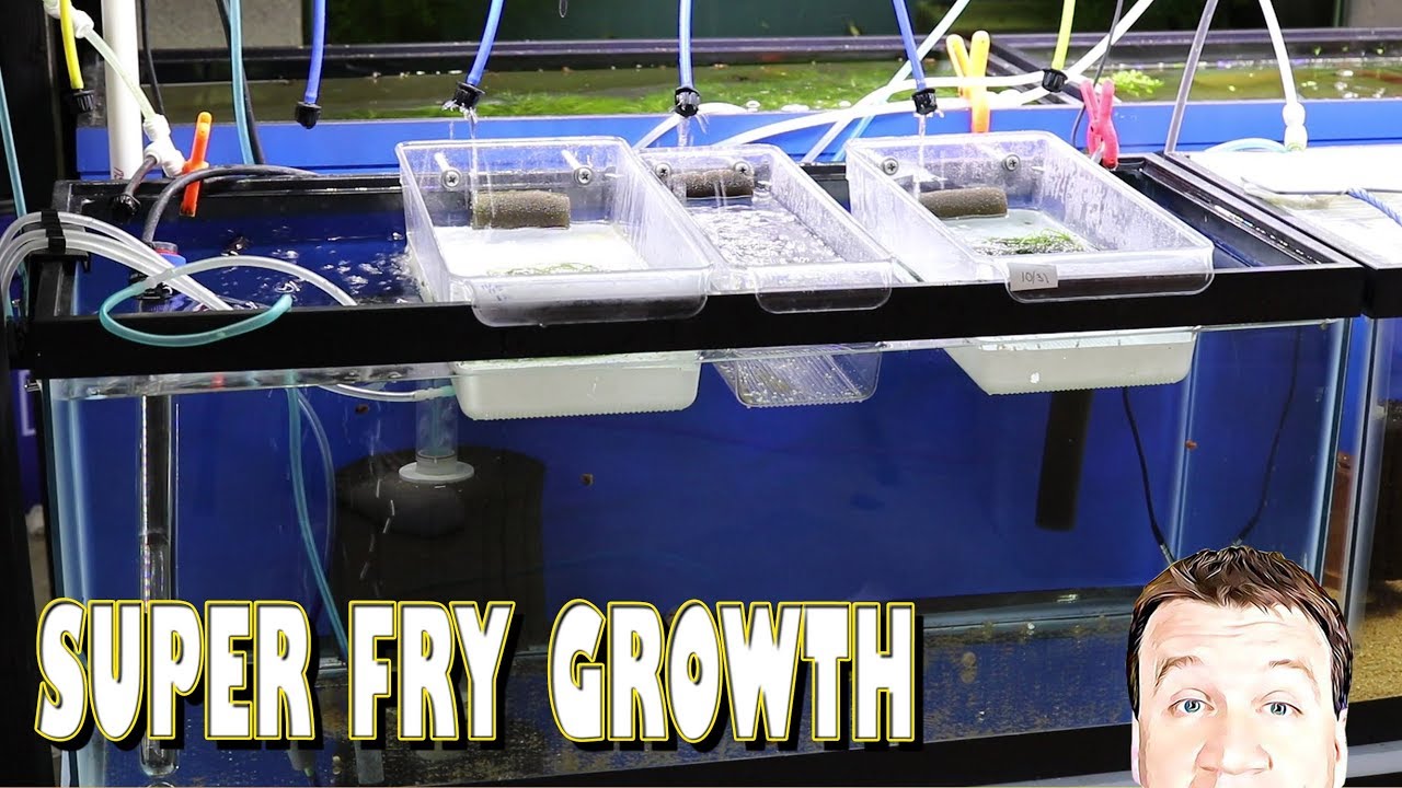 DIY Fry Hatchery: Growing out Fish Fry and Eggs