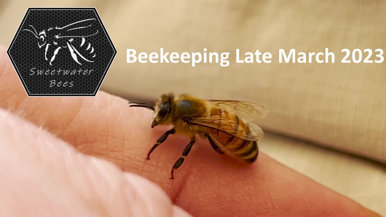 Beekeeping 23-08 - Late March 2023