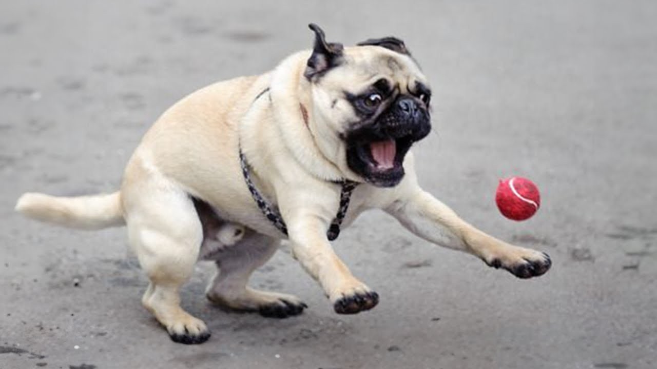 Only a Pug Can Make You Laugh This Hard 😂
