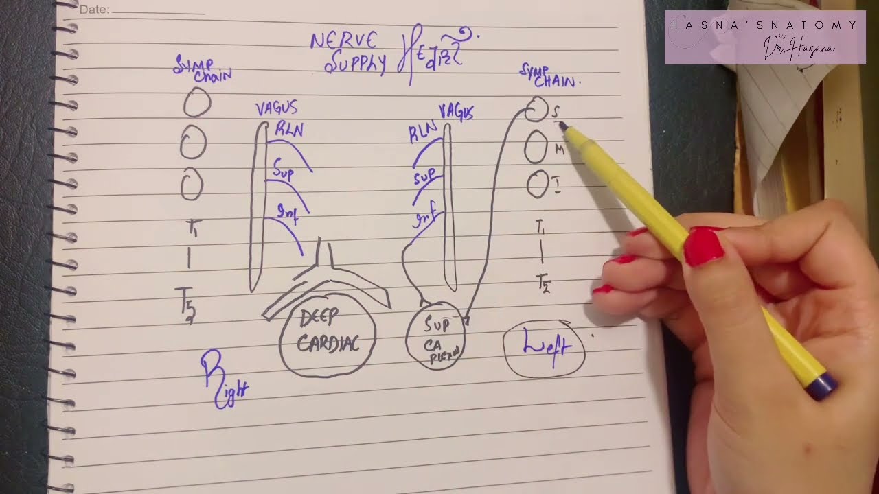 Venous Supply & Nerve Supply of Heart EASY | Coronary Sinus | Superficial & Deep Cardiac Plexus