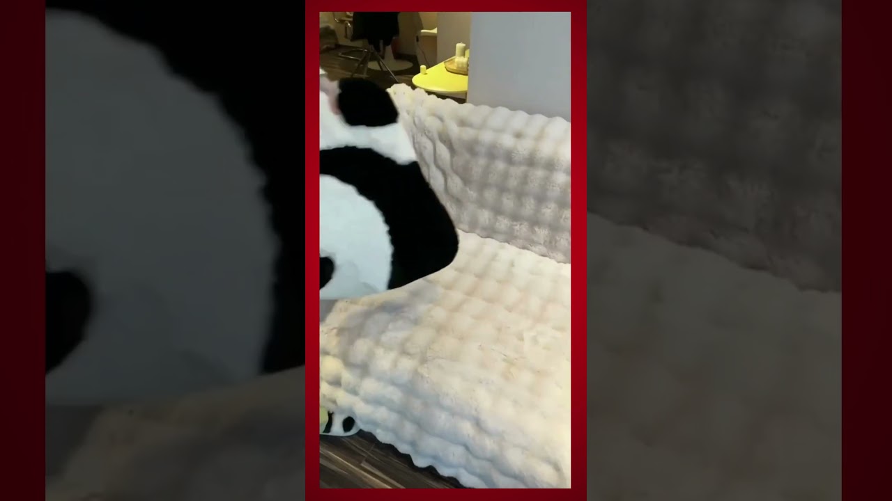 Capa de Sof&aacute; Antiderrapante Luxo Extra Macia #decoracaodesala  #sofa #decora&ccedil;&atilde;o #charme #elegant