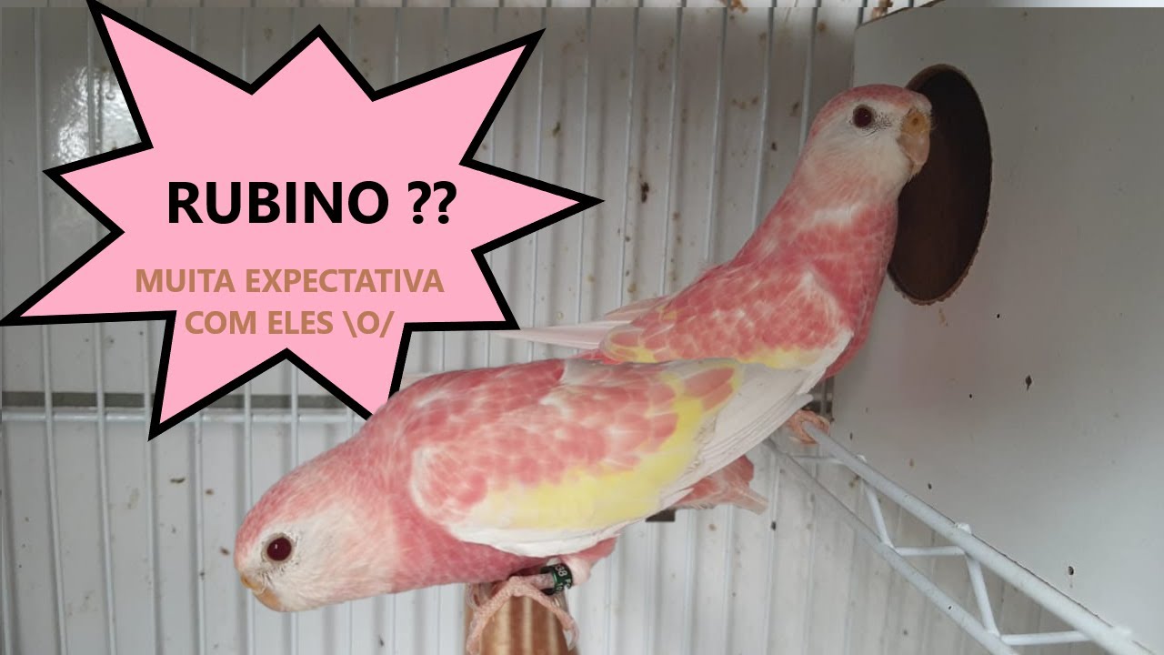 Papagaio de Bourk (Bourke Rosa) Rubino - Parrot Arruda Aves