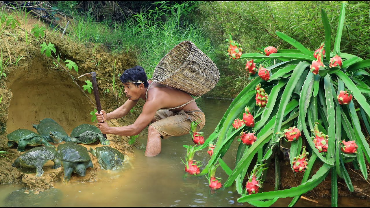 survival in the forest Turtle hunting meets dragon fruit