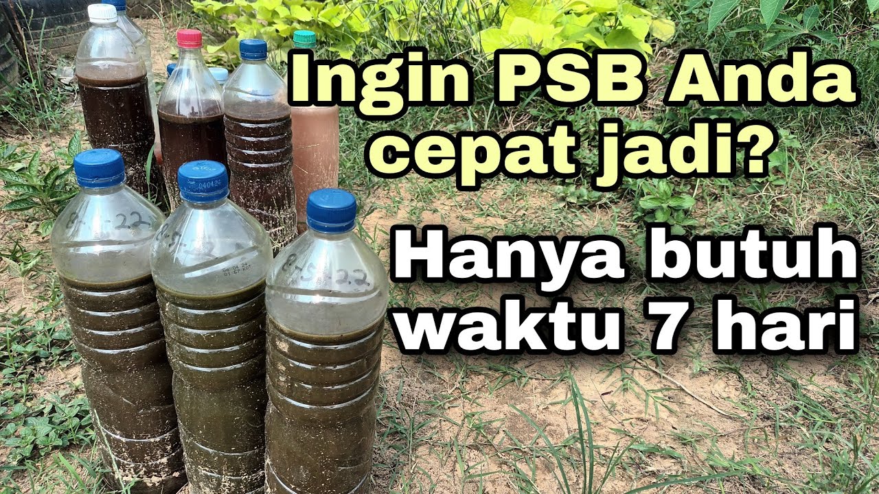 Ingin PSB Anda cepat jadi? Hanya butuh waktu 7 hari